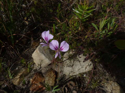 Imagem de Pelargonium longicaule Jacq.