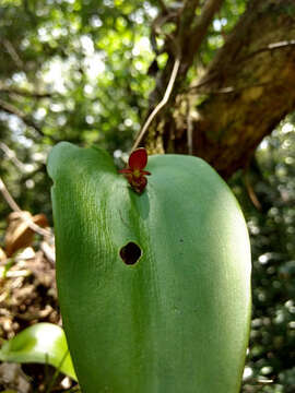 Imagem de Pleurothallis cardiothallis Rchb. fil.