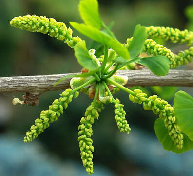 Image of Ginkgoopsida