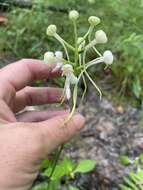 Image of White Fringeless Orchid