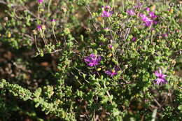 Image of Drosanthemum autumnale L. Bol.