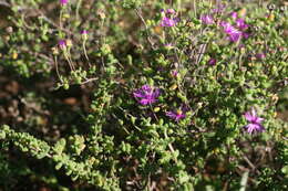 Imagem de Drosanthemum autumnale L. Bol.