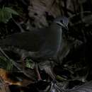 Image of Purplish-backed Quail-Dove