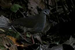 Image of Purplish-backed Quail-Dove