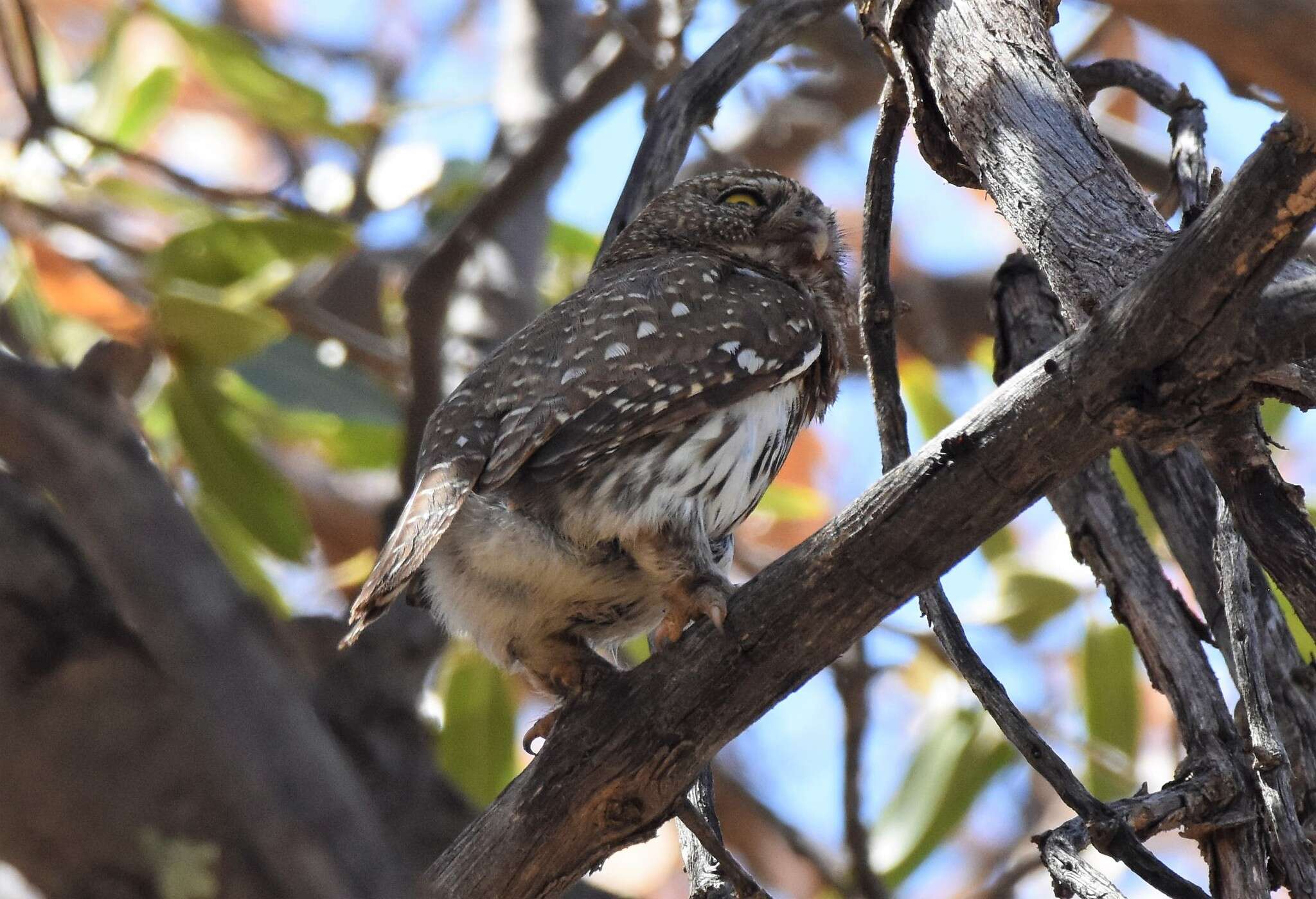 Image of <i>Glaucidium <i>gnoma</i></i> gnoma