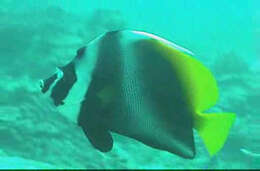 Image of Singular Bannerfish