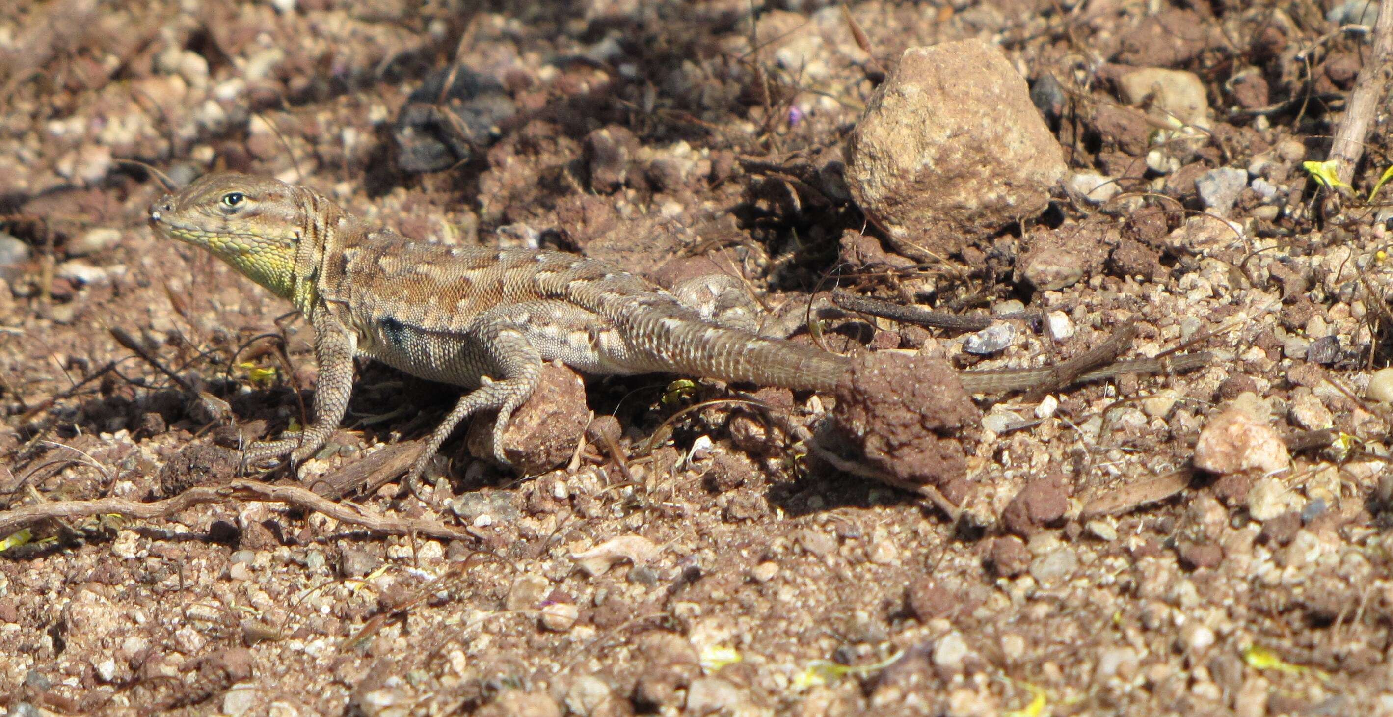 Image of common side-blotched lizard