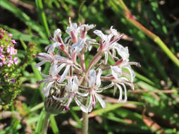 Image of Pelargonium auritum subsp. carneum (Harv.) J. J. A. V. D. Walt