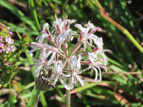 Image of Pelargonium auritum subsp. carneum (Harv.) J. J. A. V. D. Walt