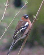 Image of Fringilla Linnaeus 1758