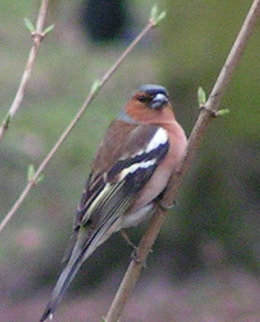 Image of Fringilla Linnaeus 1758