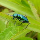 Plancia ëd Cicindela (Calochroa) whithillii (Hope 1838)