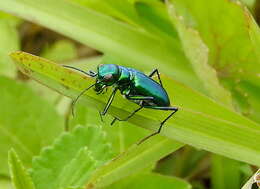 Plancia ëd Cicindela (Calochroa) whithillii (Hope 1838)