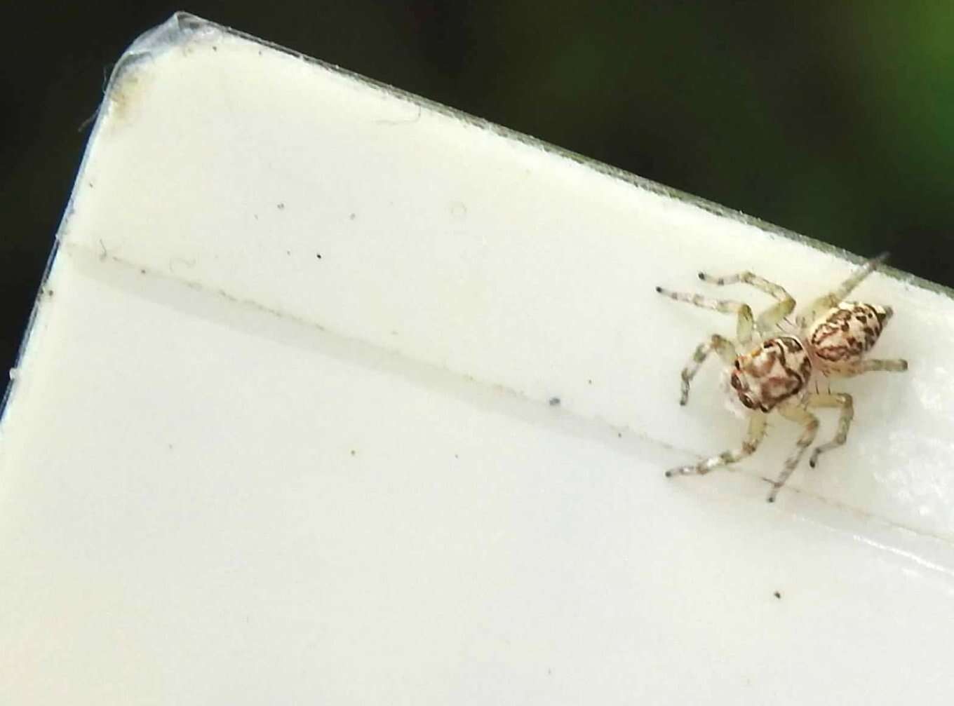 Image of Jumping spider