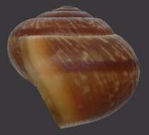 Image of Copse Snail