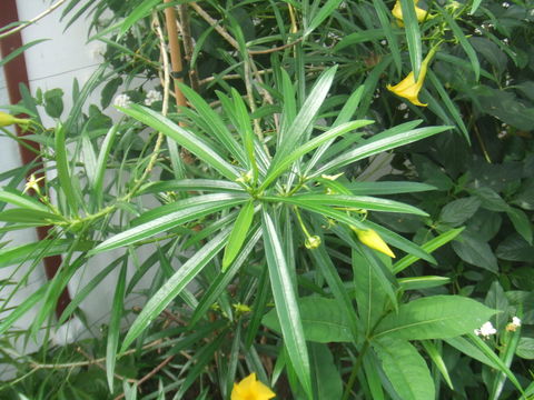 Image of Bee-still Tree