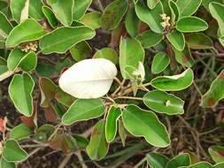 Image of Croton ferrugineus Kunth