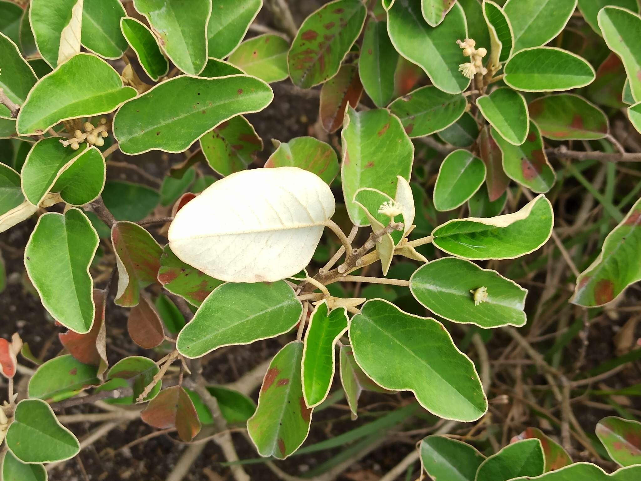 Image of Croton ferrugineus Kunth