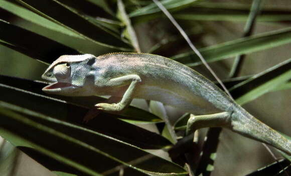 Image of Senegal Chameleon