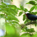 Image of White-capped Tanager