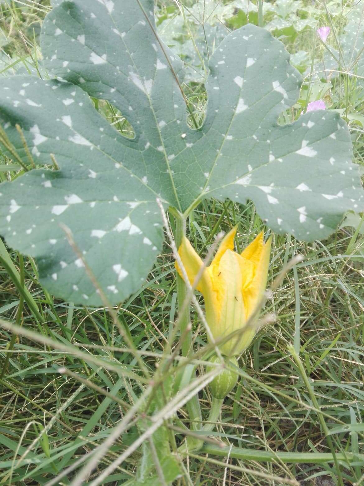 Cucurbita argyrosperma K. Koch resmi