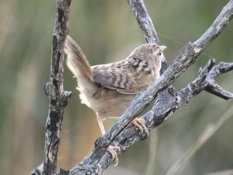 Image of Grass Wren