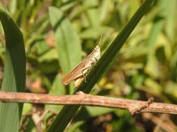 Eutryxalis filata (Walker & F. 1870) resmi