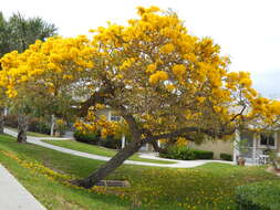 Image of Caribbean trumpet tree