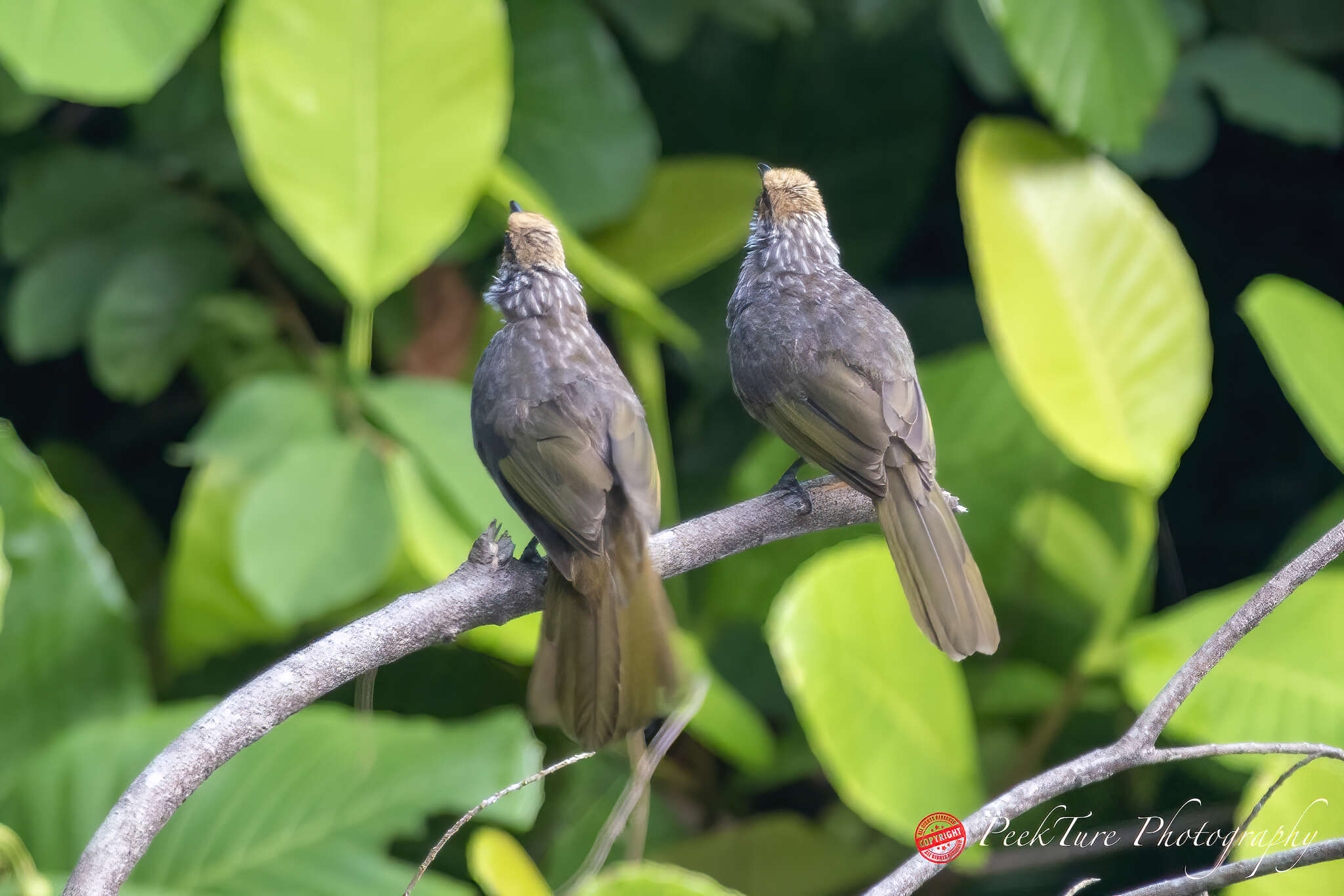 Image of Straw-crowned Bulbul