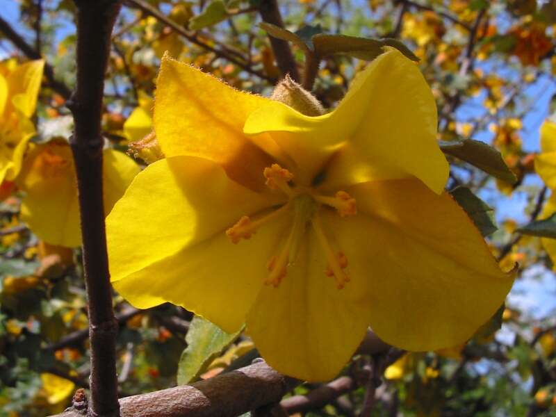 Sivun Fremontodendron californicum (Torr.) Coult. kuva