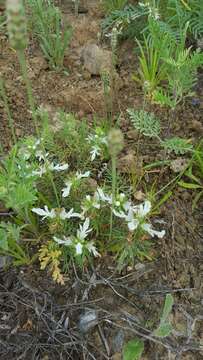 Teucrium laciniatum Torr.的圖片