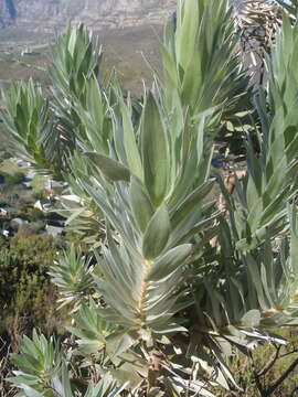 Image de Leucadendron argenteum (L.) R. Br.