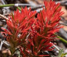 Image de Castilleja scabrida var. scabrida