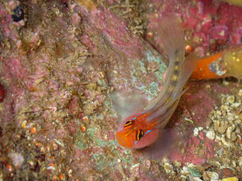 Image of Redhead goby