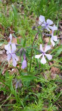 Imagem de Phlox divaricata subsp. laphamii (Alph. Wood) Wherry