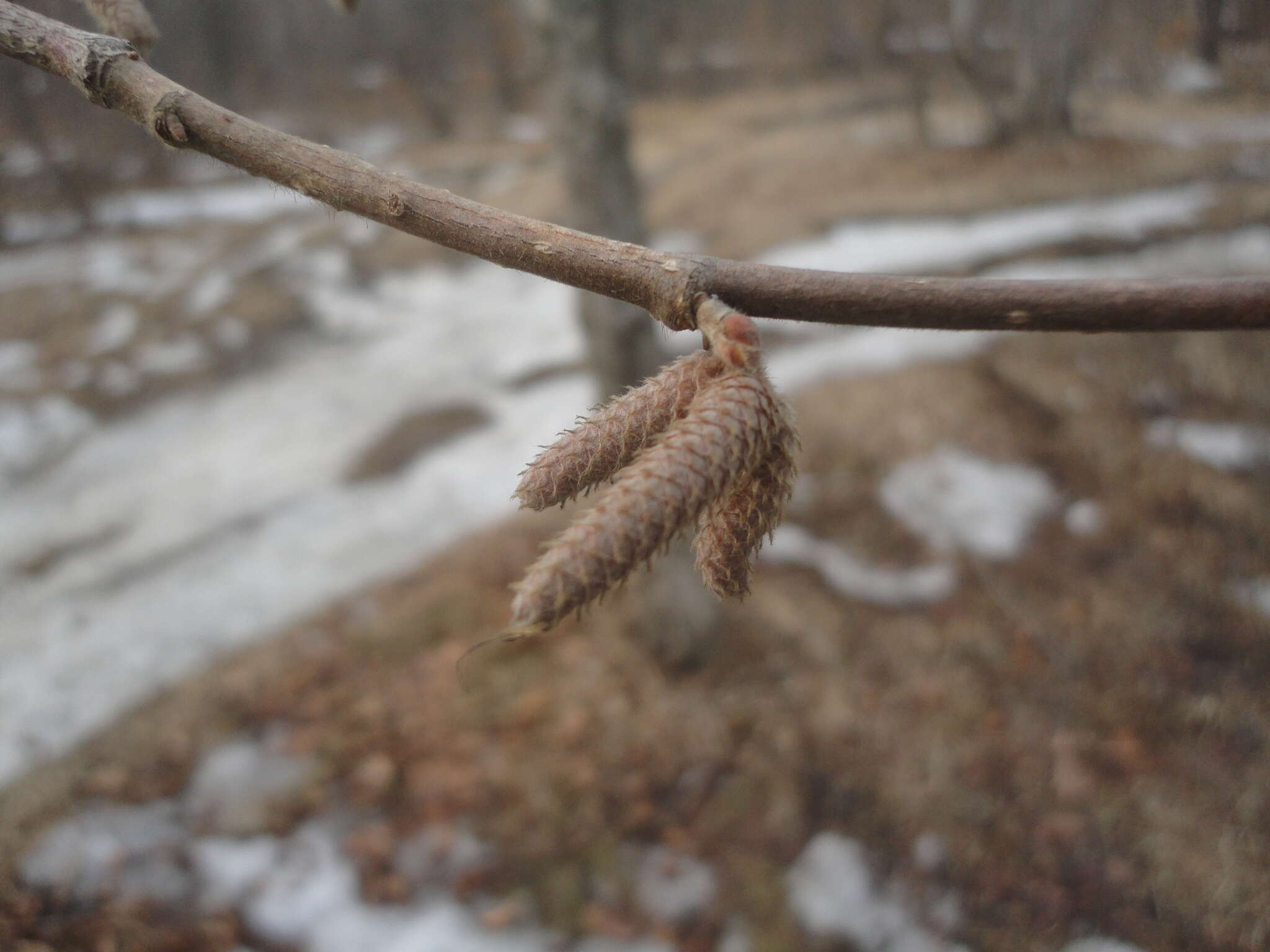 Image of Corylus sieboldiana var. mandshurica (Maxim.) C. K. Schneid.