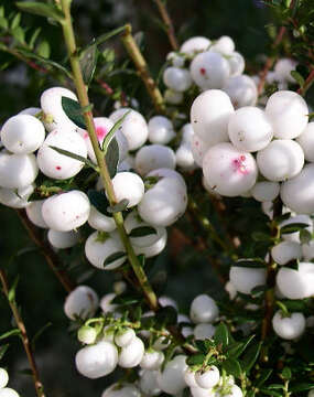 Image of Gaultheria mucronata (L. fil.) E. J. Remy