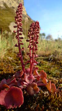 Image of Umbilicus rupestris (Salisb.) Dandy