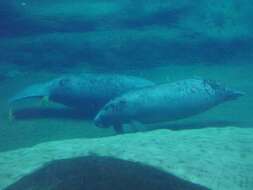 Image of manatees