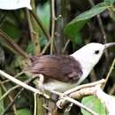 Image of White-headed Wren