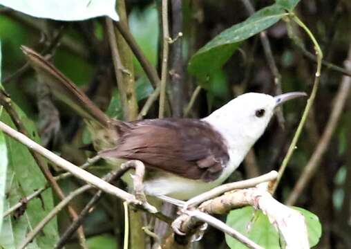 Image of White-headed Wren