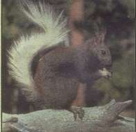 Image of Kaibab squirrel