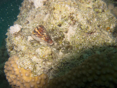 Image of hedgehog coral