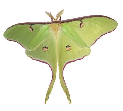 Image of Luna Moth