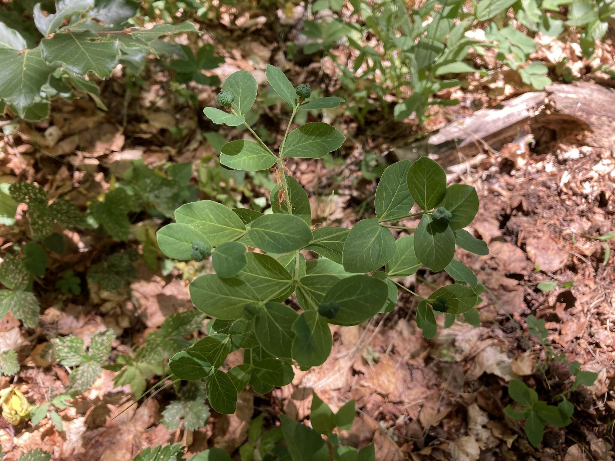 Image of Euphorbia carniolica Jacq.