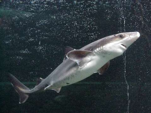 Image of Cape Shark