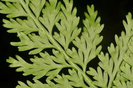 Image de Asplenium ritoense Hayata