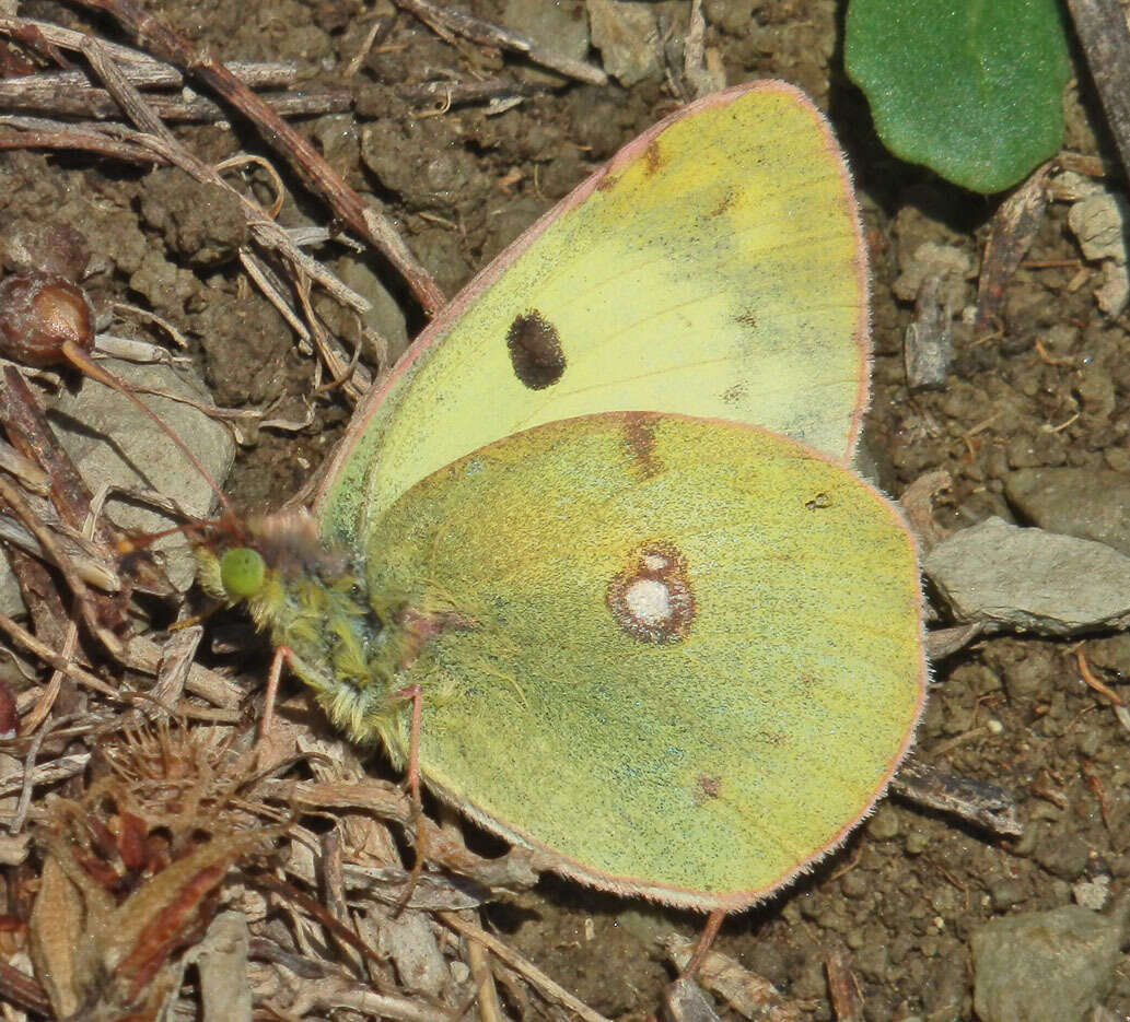 Image of bergers clouded yellow