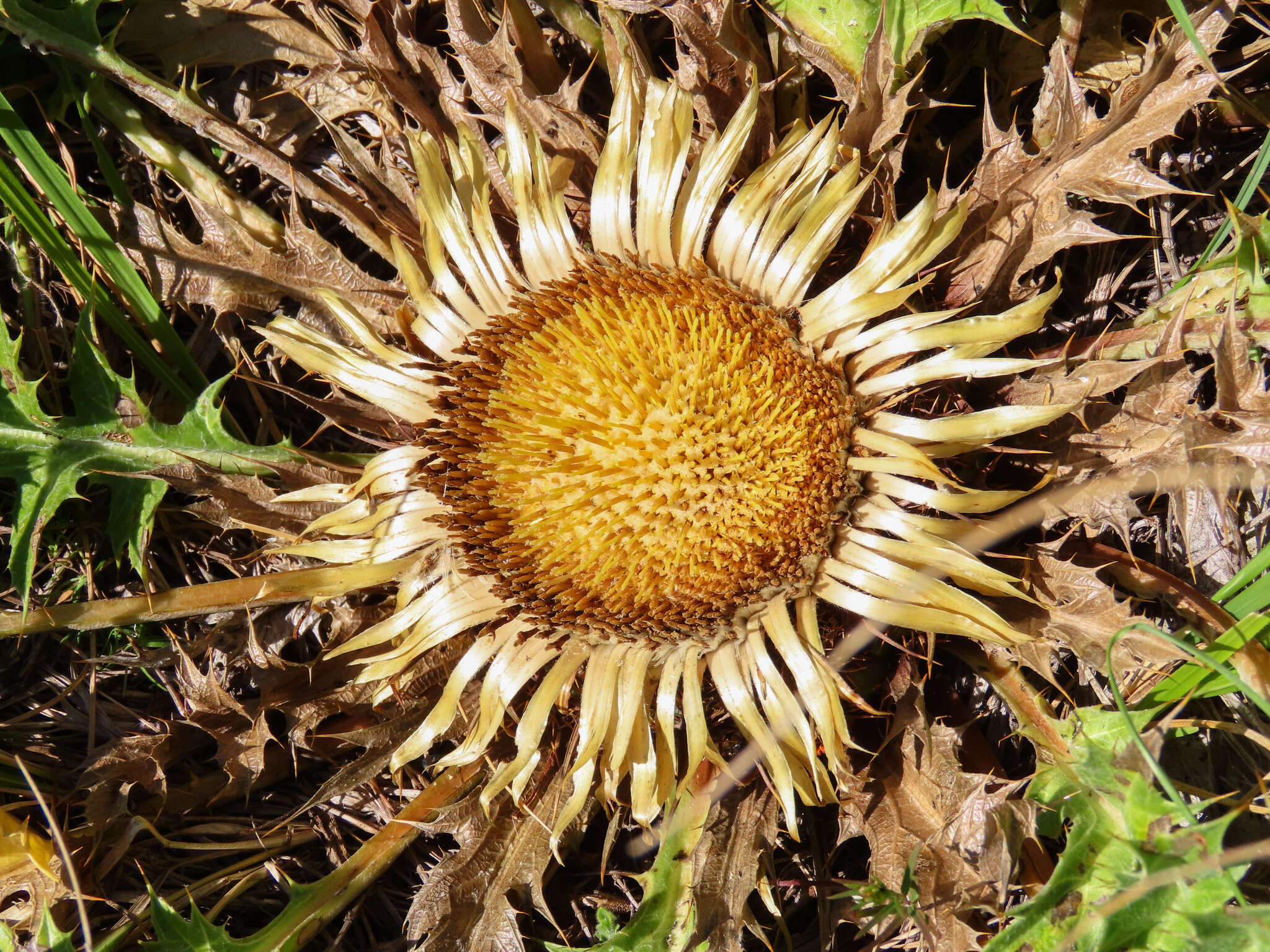 Imagem de Carlina acanthifolia subsp. acanthifolia