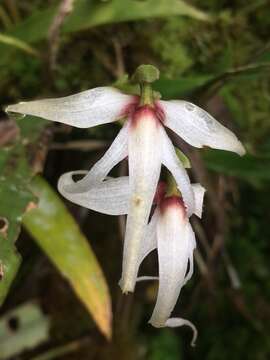 Image of Maxillaria ecuadorensis Schltr.